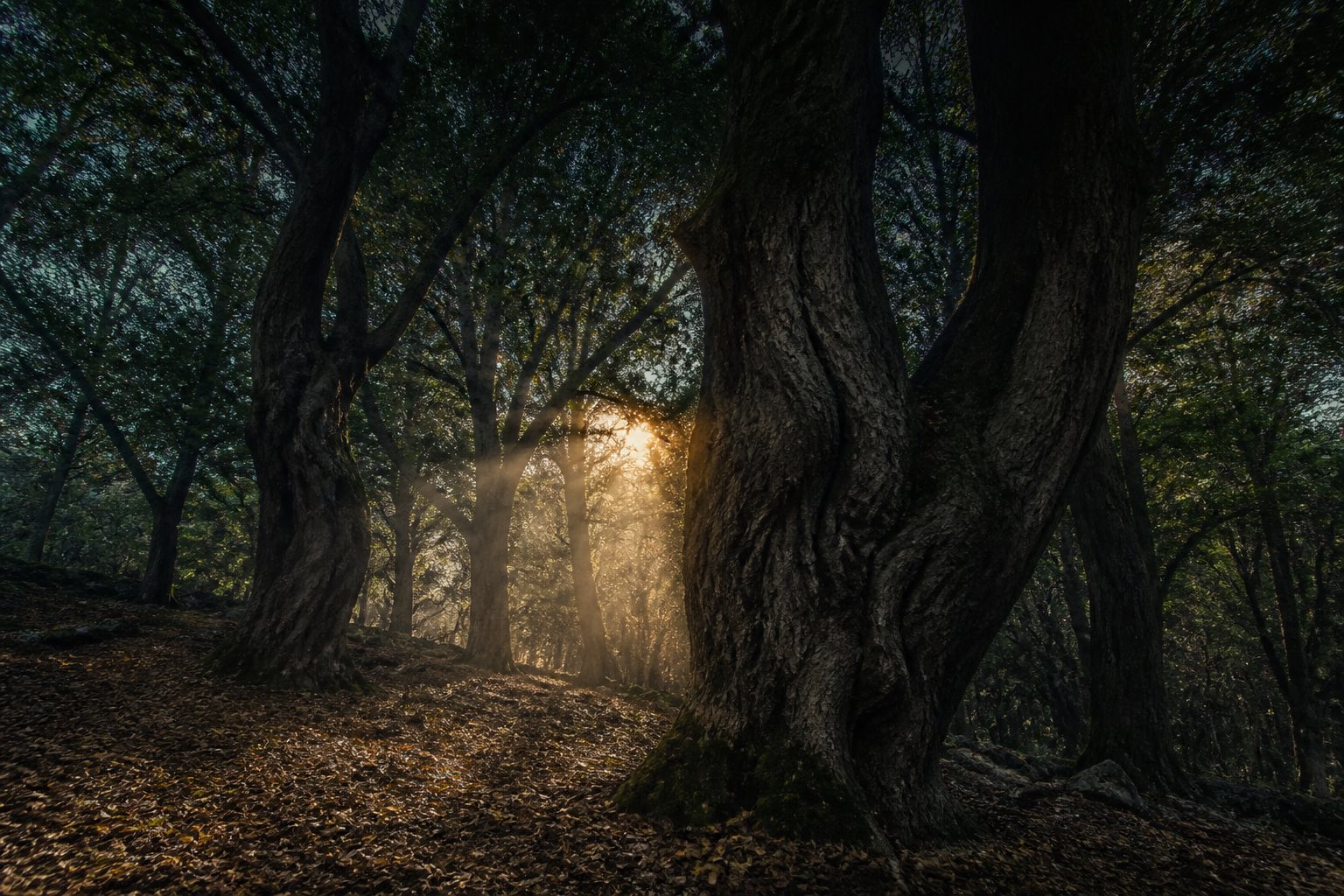 Troncs de vieux noyers dans une forêt de montagne, sol couvert de feuilles mortes.