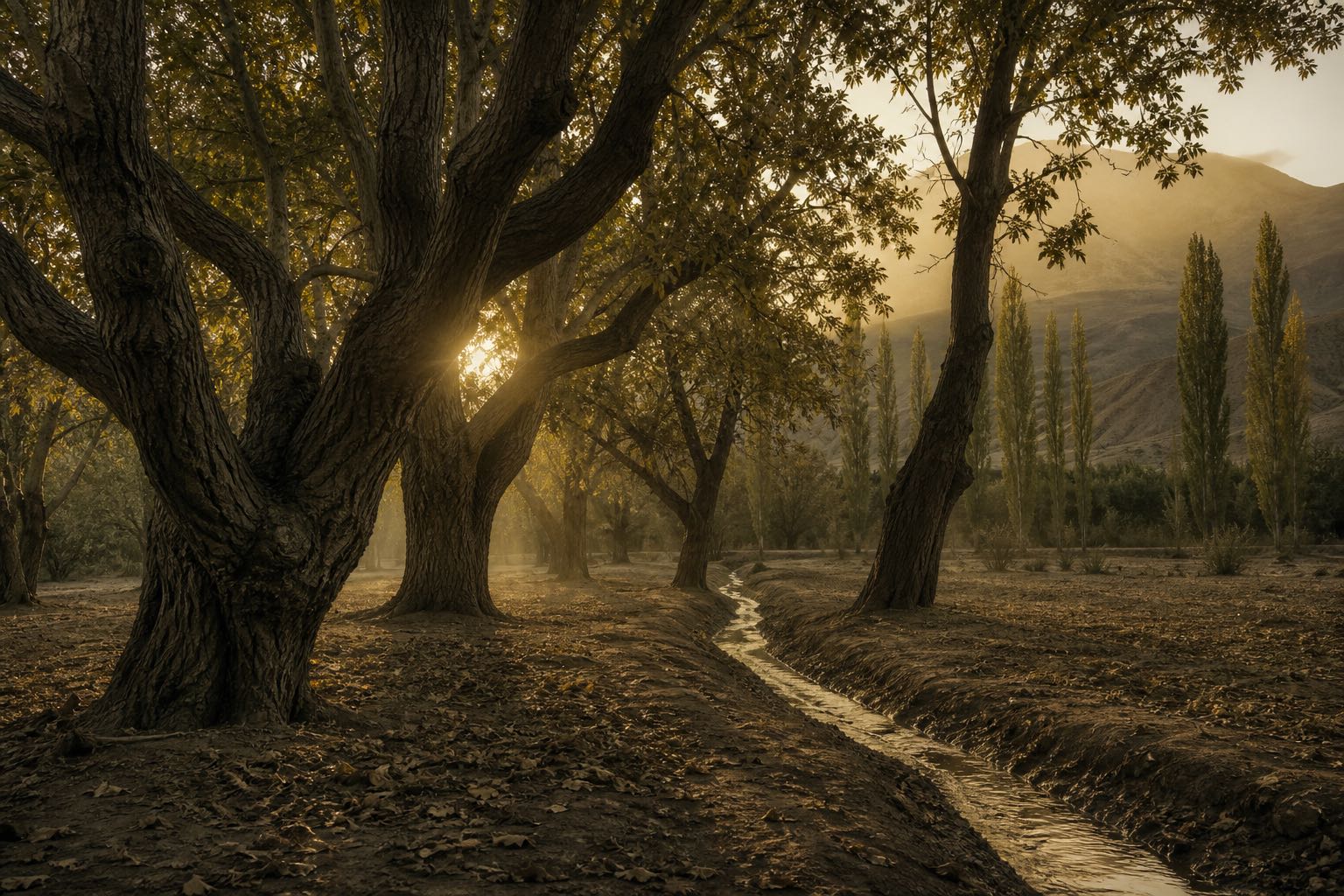 Nuci bătrâni la marginea unui canal de irigație, la liziera oazei, în lumina josă a serii.